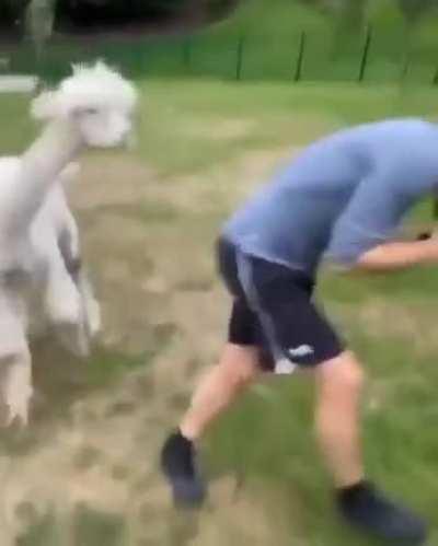 Awww what a beautiful animal..