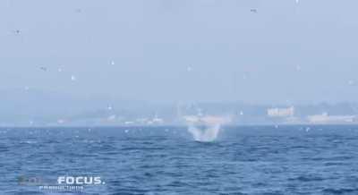 Orca slaps seal 80 feet into the air with its tail