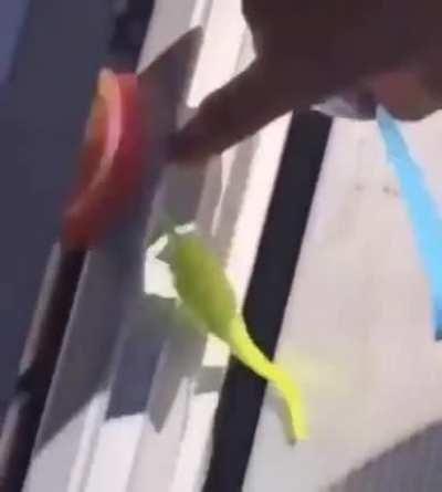 Long Live Maurice 🕊