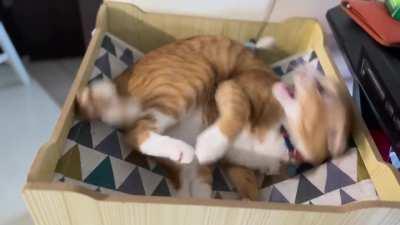 Is she trying to kick that one brain cell out??