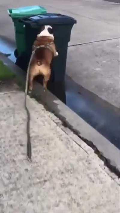 Found on TikTok: Their dog hates trash cans, so he hits them like a linebacker in football 😂 (via therealtrashcancharlie/IG)