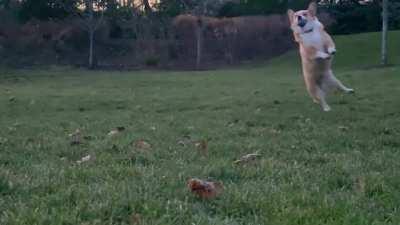 Gnocchi peaked today!