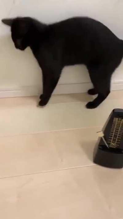 Cat... Tok... Cat... Tok...