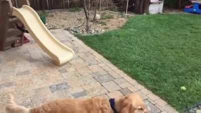 Dog can’t catch food