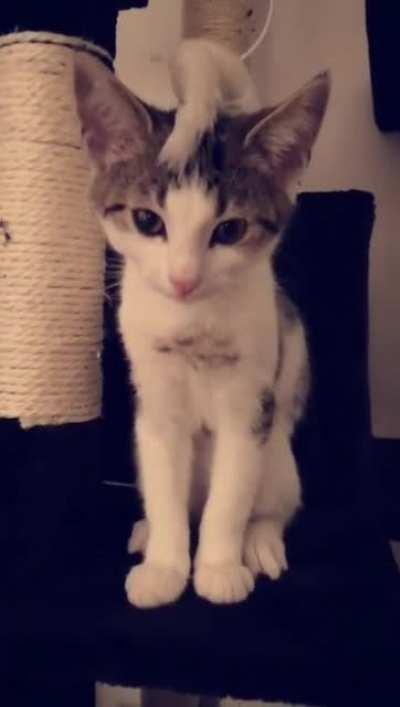 Tiny meow from baby fluff, thought I should share. PS. turn up volume