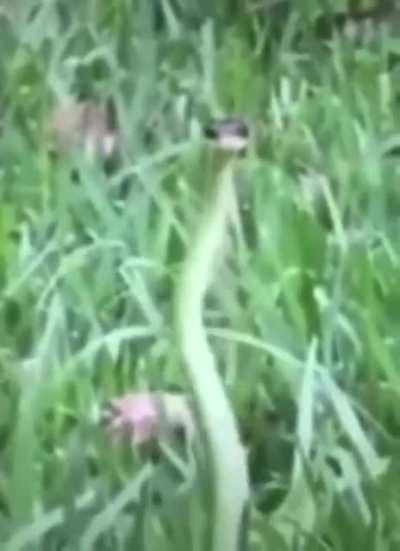 Look at this snake dancing 😭