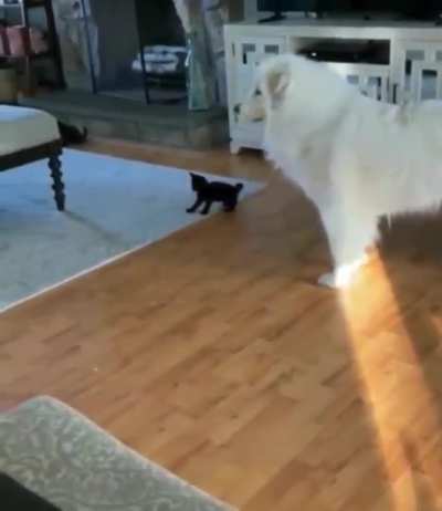 When kitten meet dog
