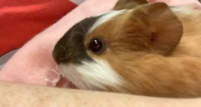 Hey everyone :) this is my new baby Pip. What does this sound mean ? Thanks