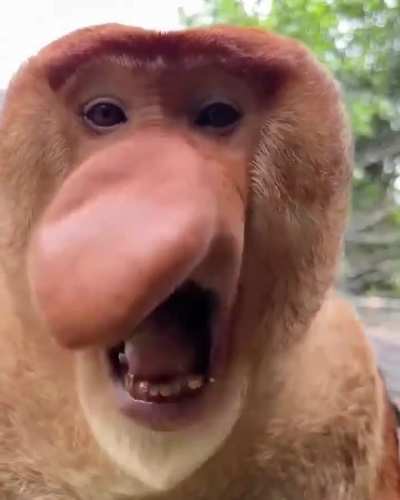 He Nose Just What to Say