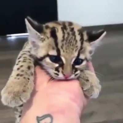 Guy Fends off an Ocelot and a Leopard single-handedly.