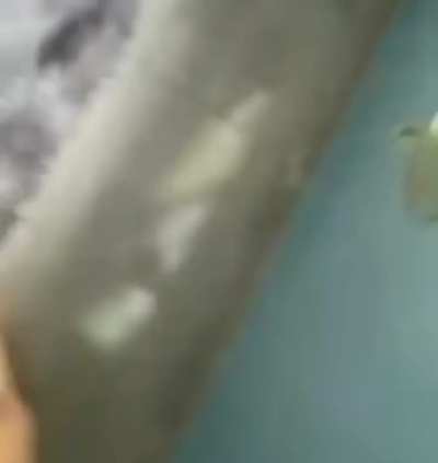 When your escape plan goes horribly wrong.