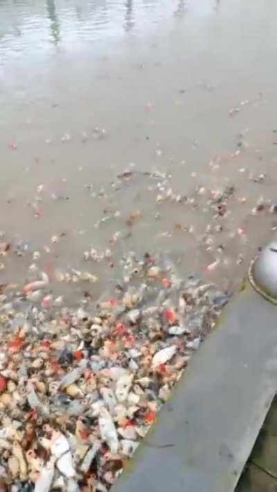 Pls help. I want to add more fish. You don't think this is overstocked ? Right ?