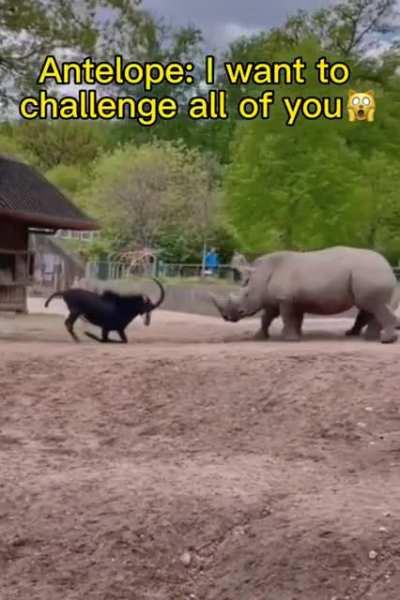 Boss Antelope Takes On Rhinos