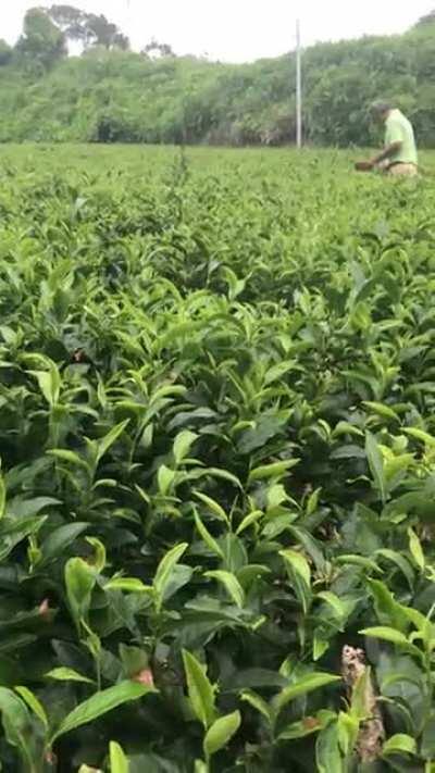 Picking green tea in Kakegawa, Japan