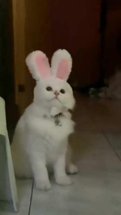 Easter Bunny