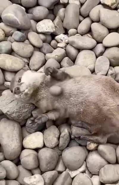 Otters juggle rocks more when they are hungry. In captivity, the increase in rock juggling occurs when feeding time draws close — suggesting that it could indicate excitement for food.