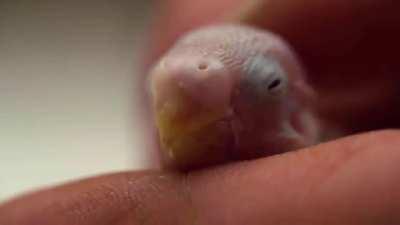 Dude gives life to a lost egg (mom was adopted at a pet shop)