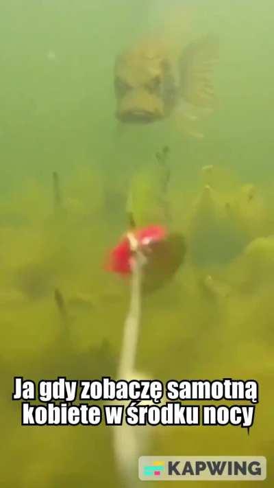 Widzę, że sub wstała więc nie będę wrzucał nic mocnego 💀