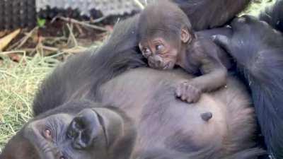 Gorilla mom keeps her baby calm by gently patting him on the back