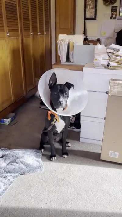 The cone most definitely does not help!