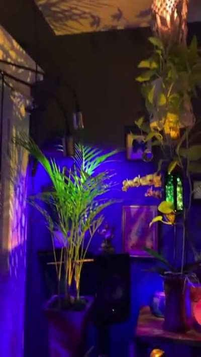 Evening stroll in my garden