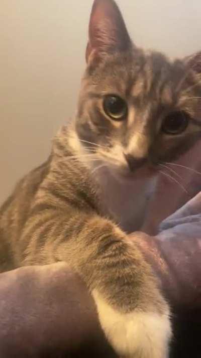 This needy boy won’t let me work in peace