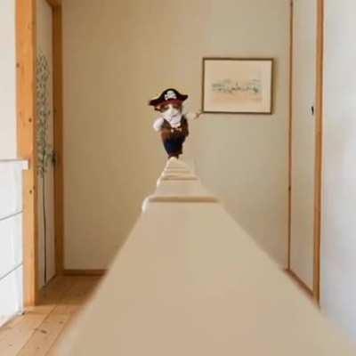 Perfect cat walk 😂