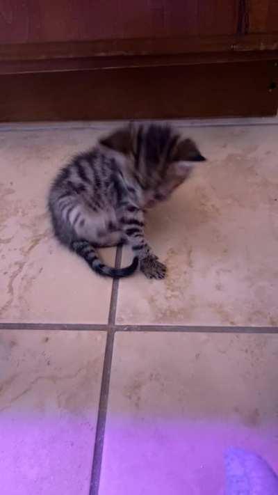 Cant even scratch his own ears yet