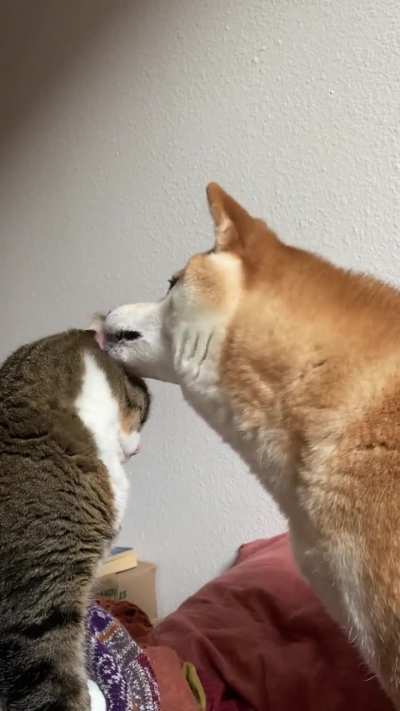 Just a good old western showdown