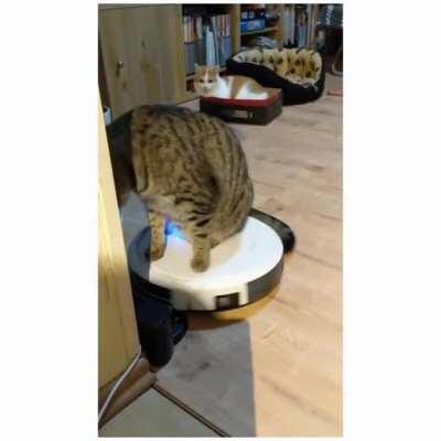 My cats are always fun