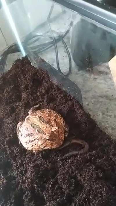 He's trying, ok? Grendel is trying.