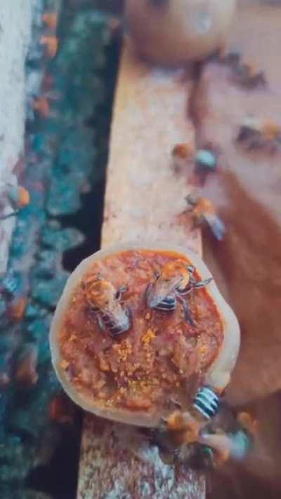 Munching their polen candy