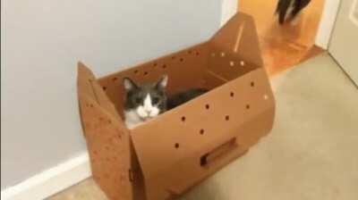 [L]etting the cats out of the box