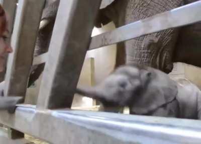 Just a little pupper with a long schnooter