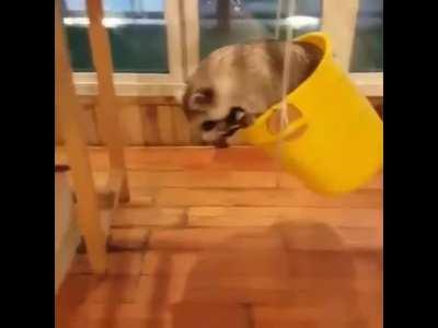 All Raccoon Disputes Will Be Solved in the Bucket of Peril