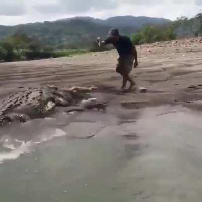 HMB while I feed this enormous crocodile