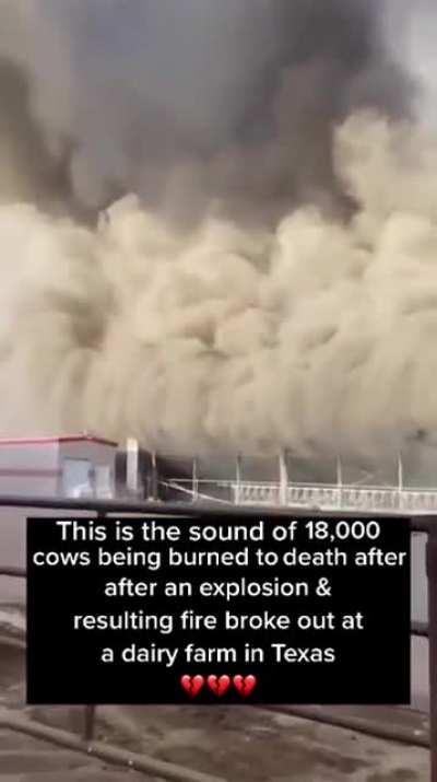 18,000 Cows Burn to Death in Texas Dairy Farm 💔
