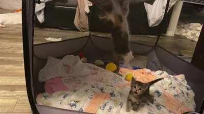 Attempting a Jailbreak