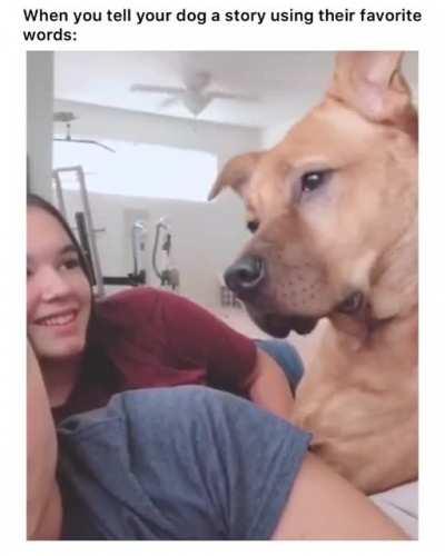 Try this... Tell your doggo a story using the words which are their favourite...