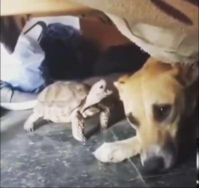 AAAAaaAaAAaAAAAA (Credit: javadkhaajavi on Instagram)