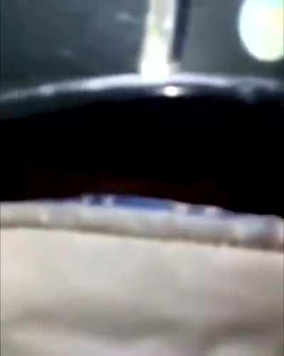 Here kitty kitty kitty