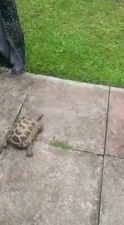 Well, if that doesn't startle the cat, nothing will.