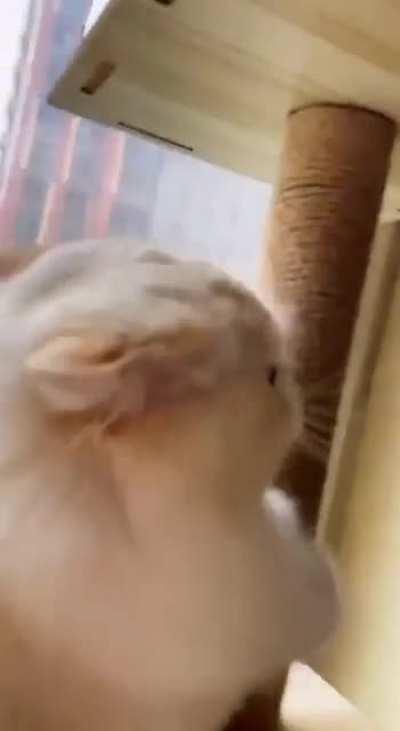 Cat: I`m fast as fk boi