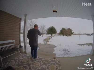 Get a Great Dane they said