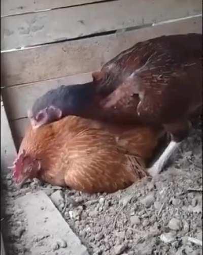 Cuide de Junin direito muié!