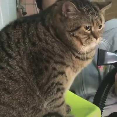 What is going on here with this fluffy