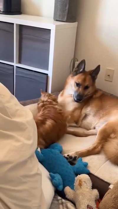 This was an easy to steal our heart