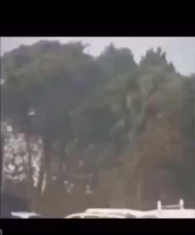 The jungle grows restless