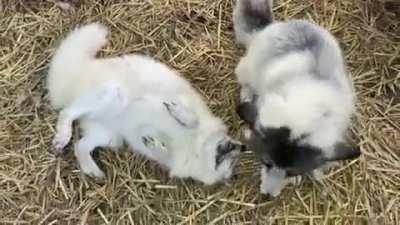 Happy Tundra and happy Cleo! (Source @arcticfoxdaily)