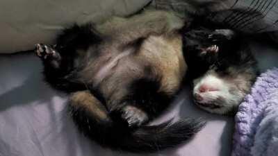 study buddy hard at work!